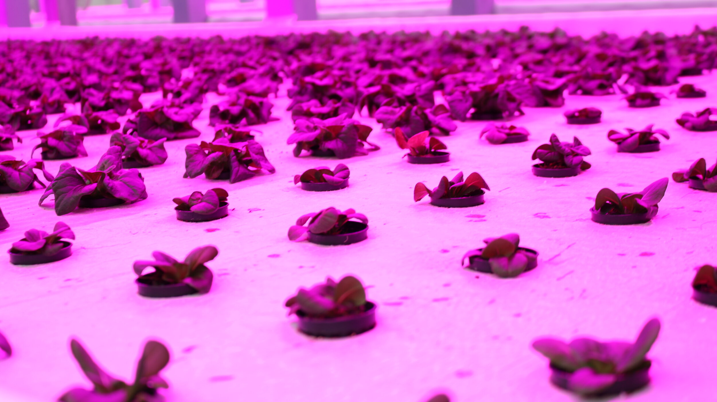  Produce such as lettuce and spinach are grown in the aquaponics system. Photo by Ebony Ellis.  