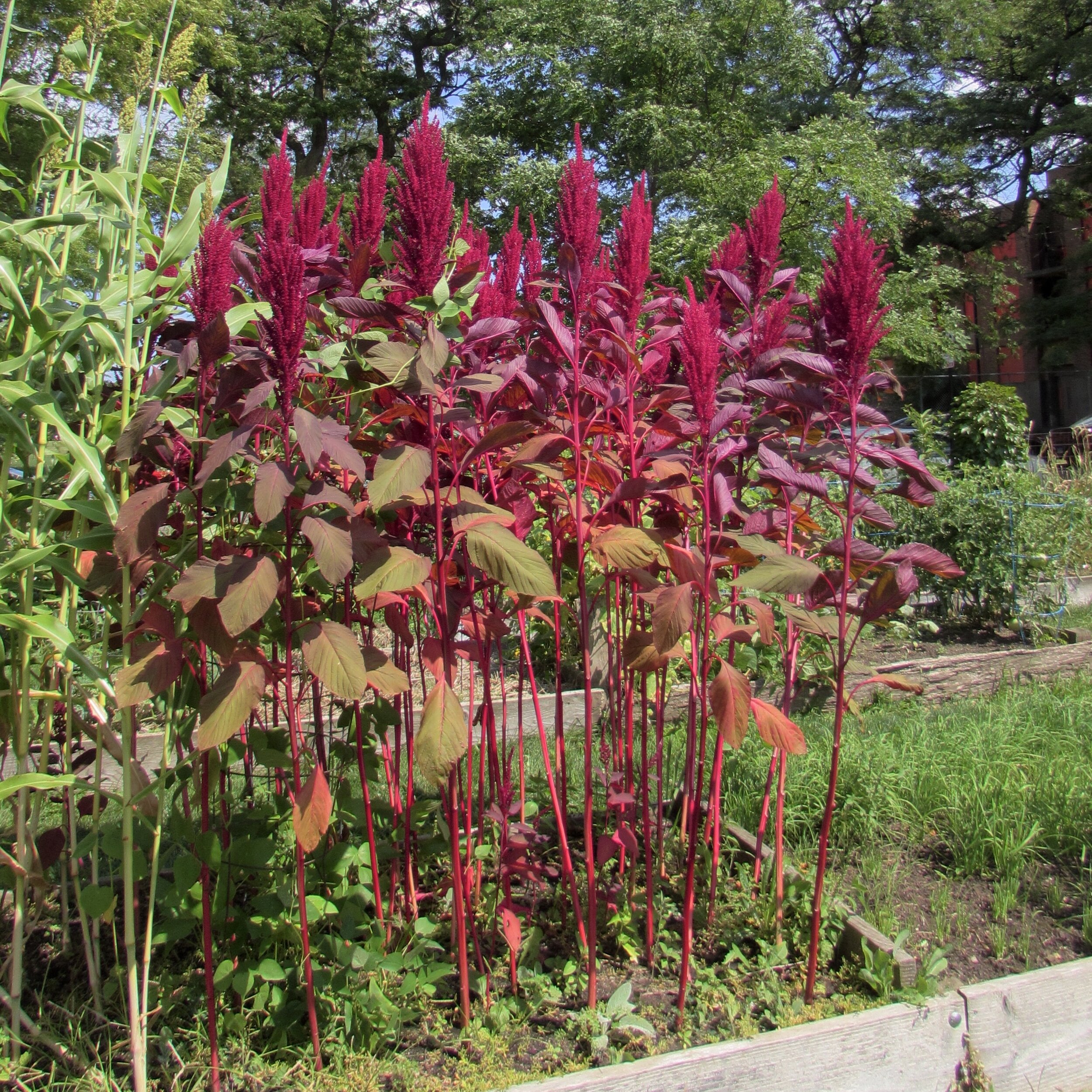  Tall stalks of amaranth reach 6 feet tall in a curious planter’s bed 