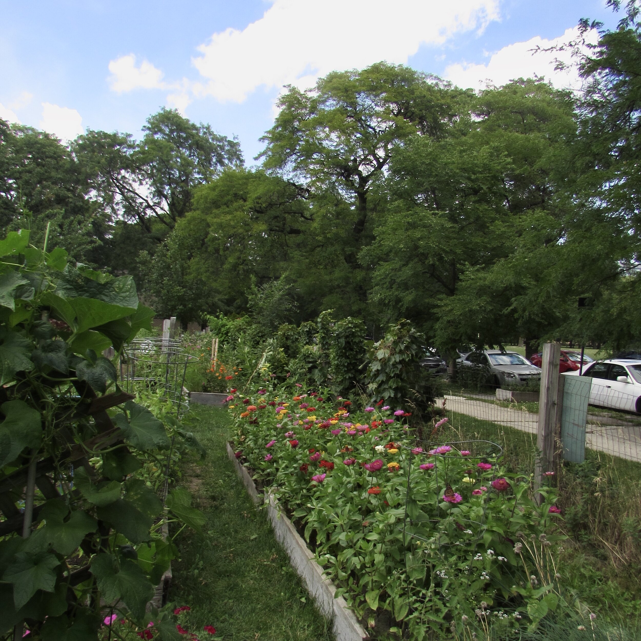  Soil beds at Taylor Street Farms contain a variety of plants and food from tomatoes to tulips, and from both Illinois and worldwide 