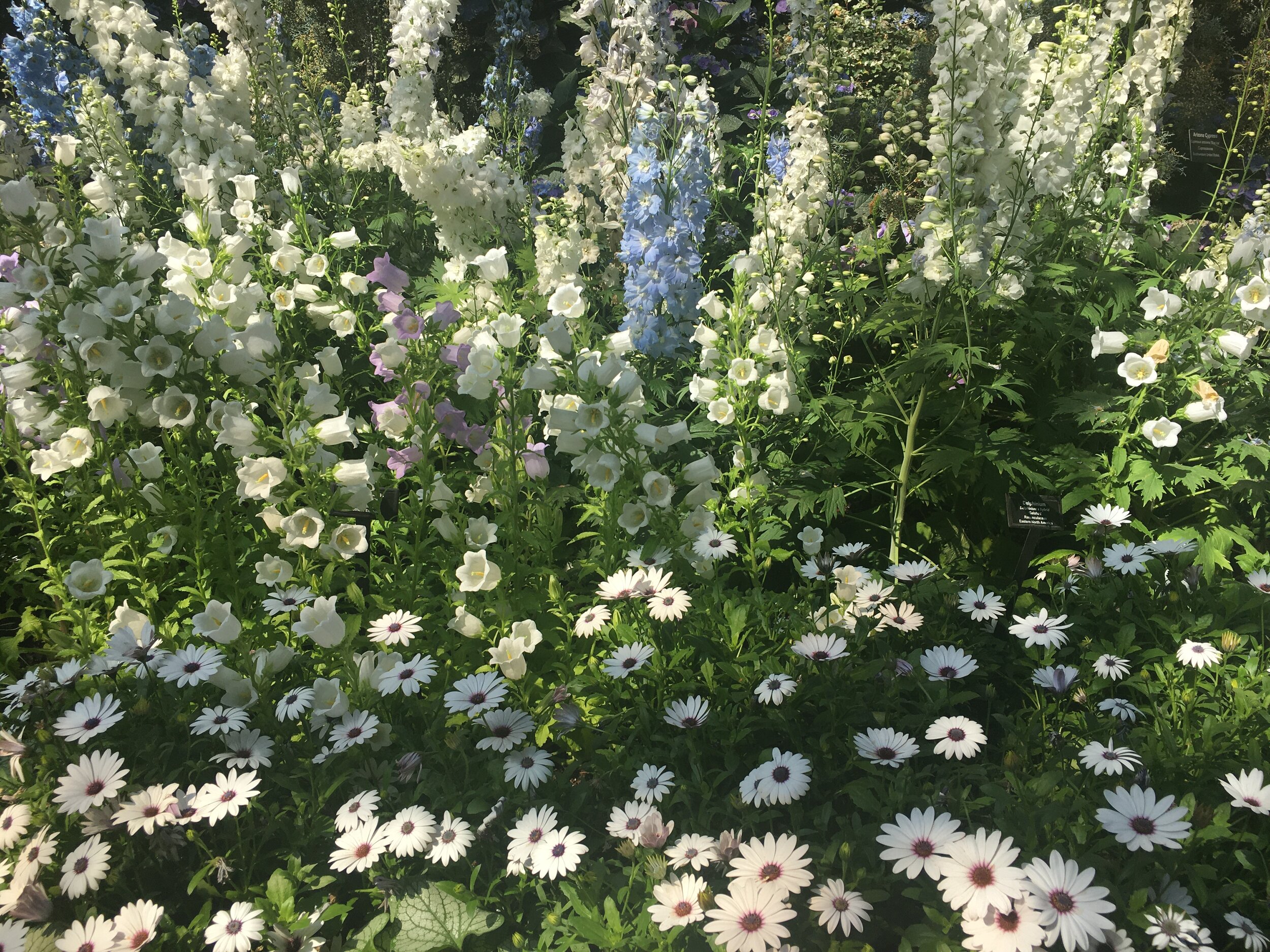  Both a baby blue and lilac-colored flower are surrounded by a sea of white flowers. 