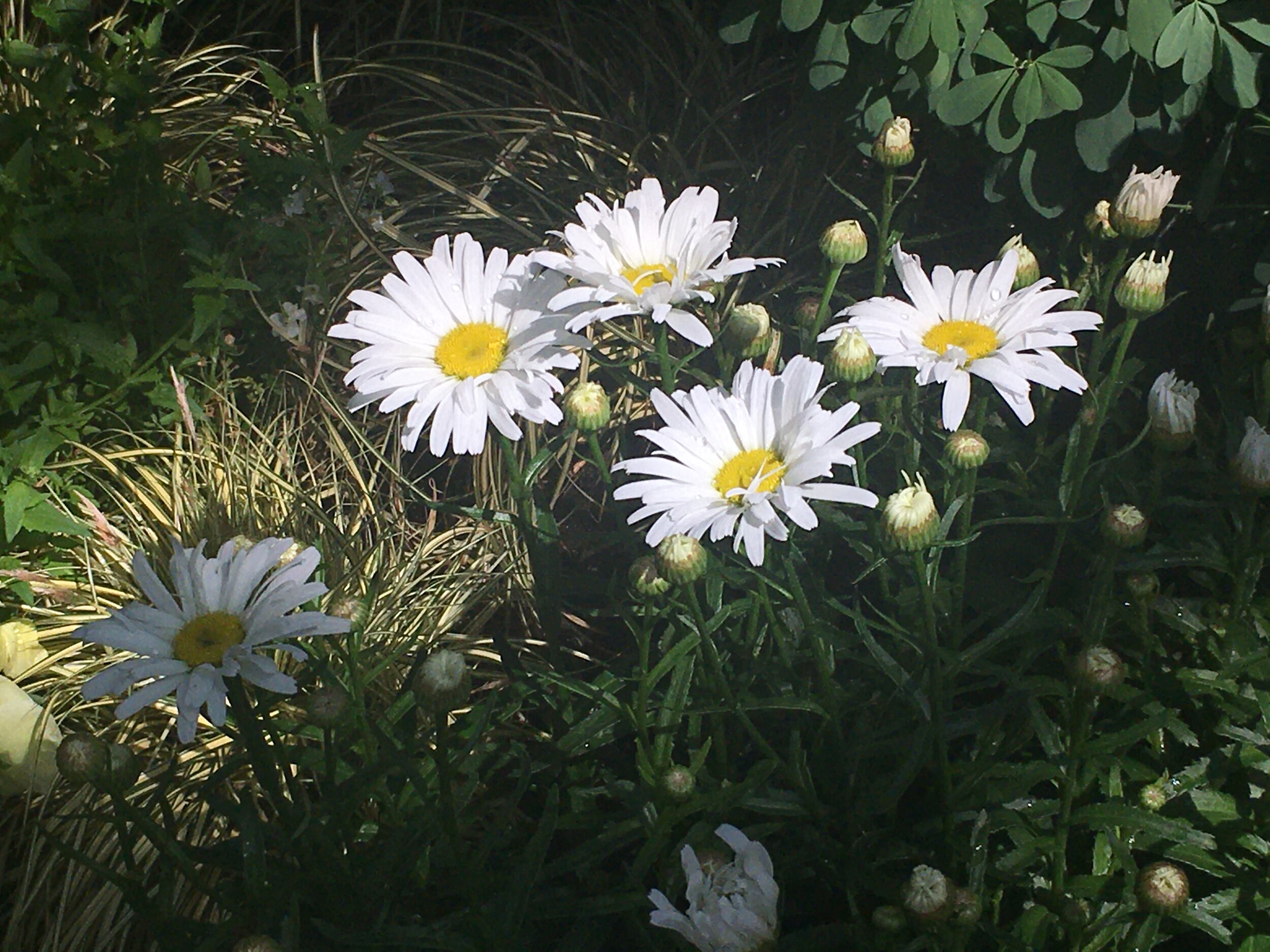  Basked in sunlight, these flowers are commonly known as the Shasta Daisy, which are native to mountains between France and Spain. 