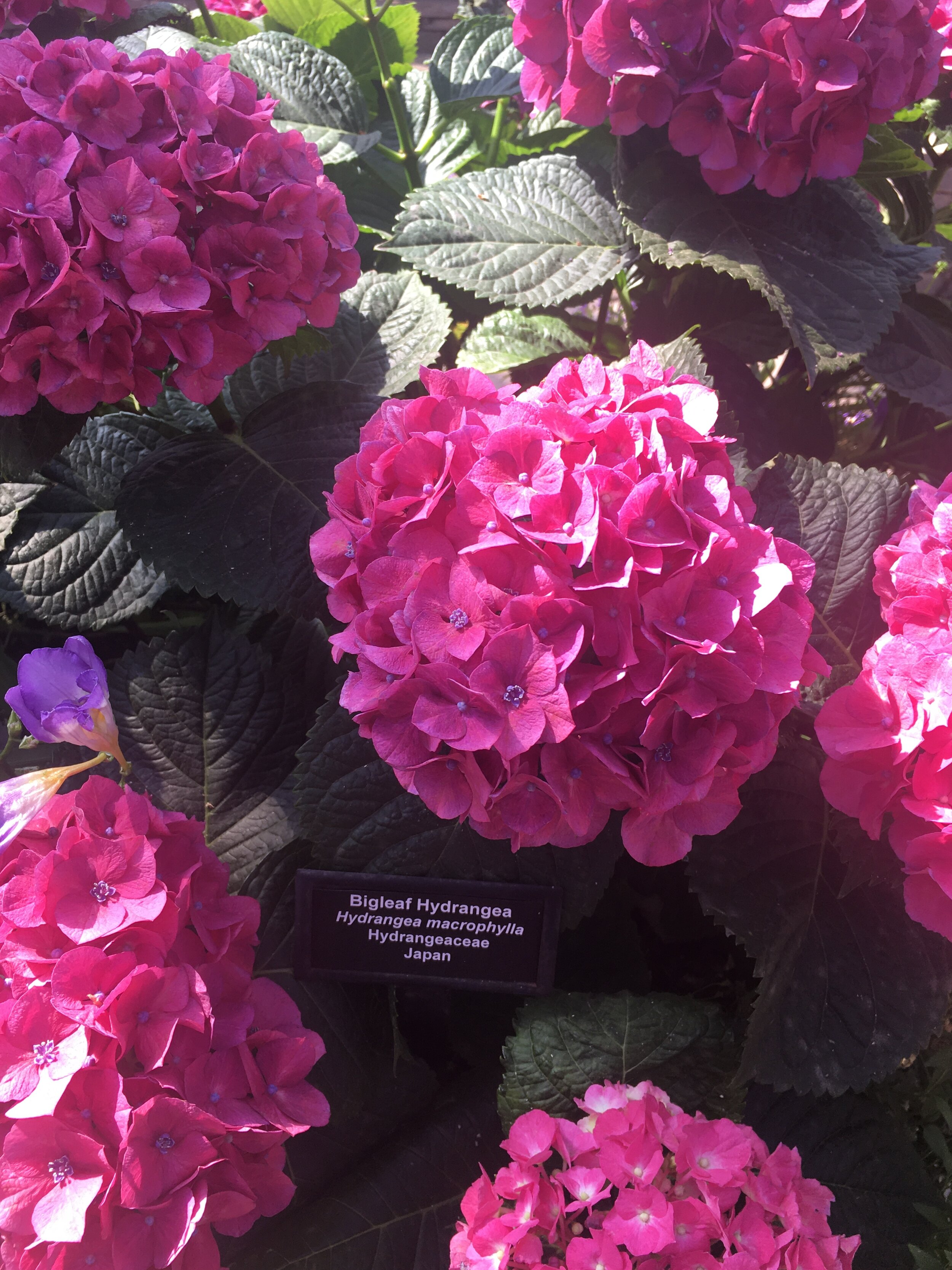  Another vibrantly pink plant, the Bigleaf Hydrangea can grow up to three feet tall and four feet wide. The color of this plant depends on the acidity of the soil. High acidic soil leads to a blue color, while soil with low acidic levels tends to be 