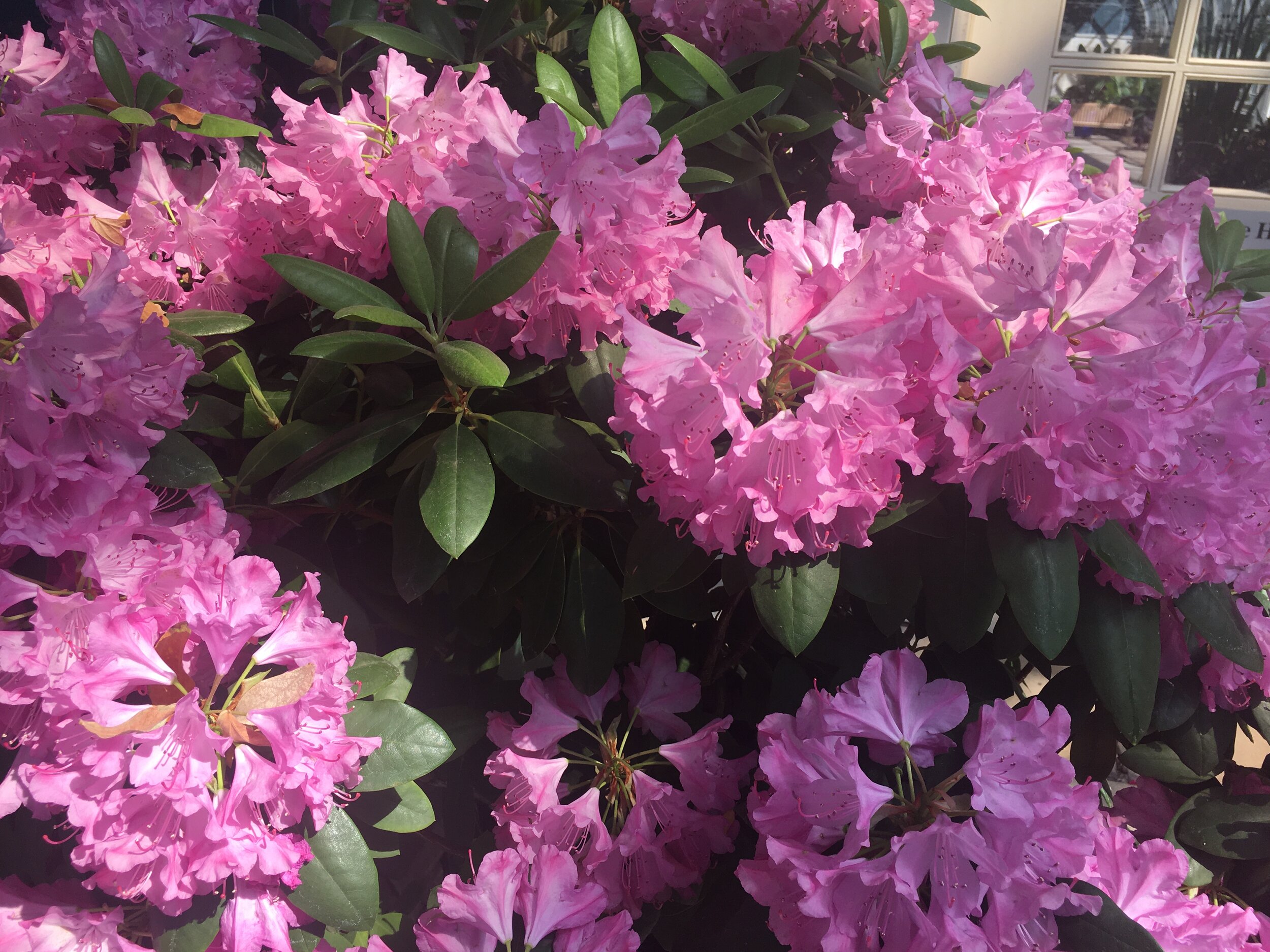  A cluster of pink to white flowers in the peak of their bloom. 