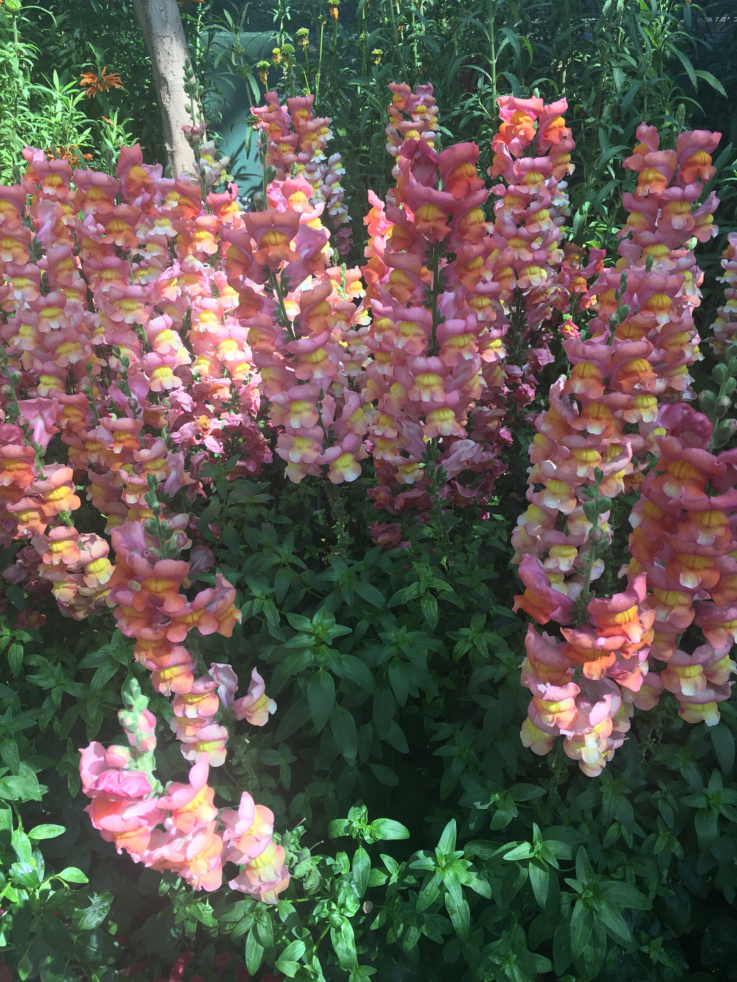  These pink and yellow flowers grow vertically with many petals hanging onto the stem. 