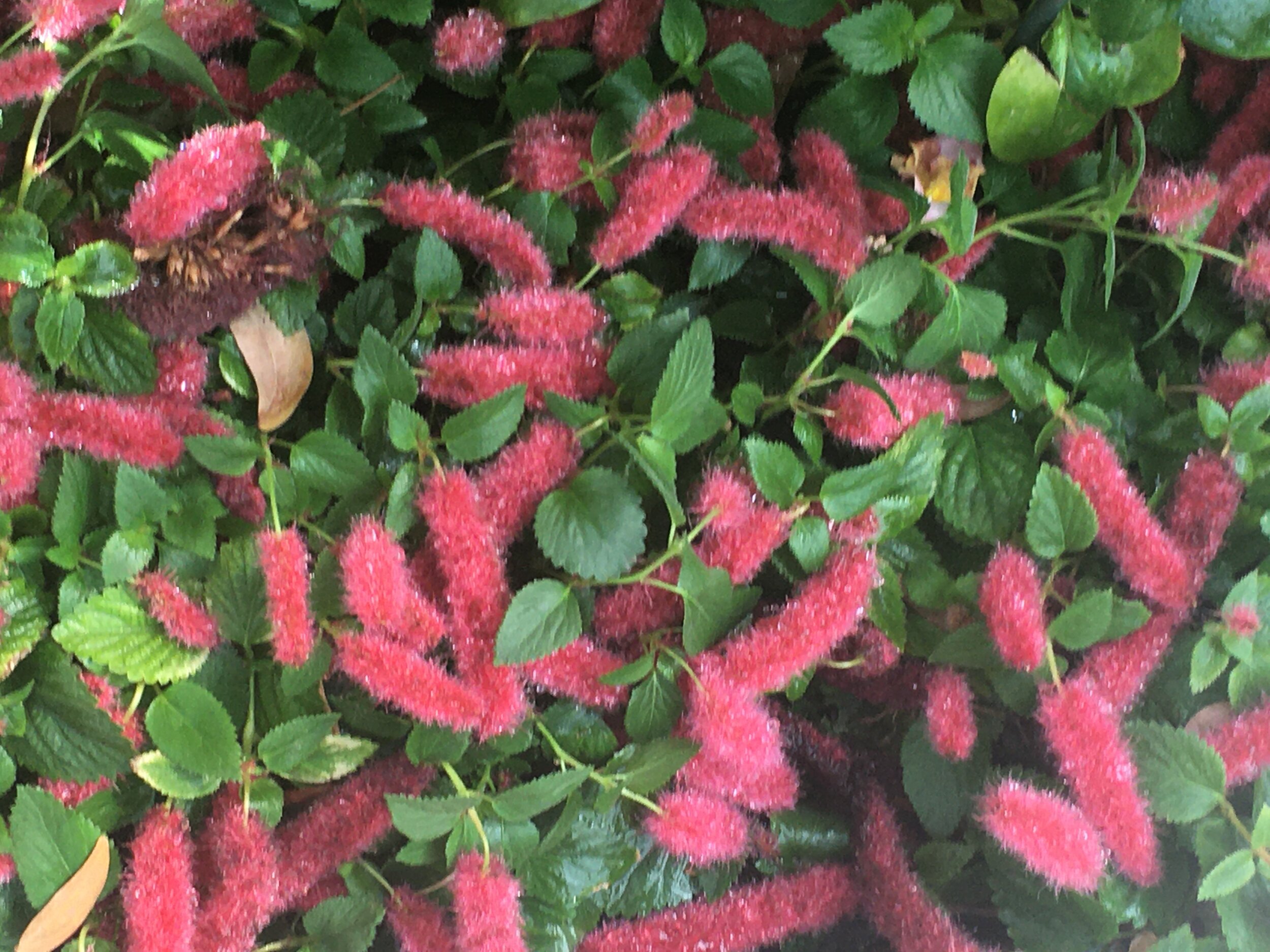  These pink and fuzzy worm-like plants, commonly known as the Dwarf Chenille Plant, hail from the Southwestern region of the United States and the Caribbean. 