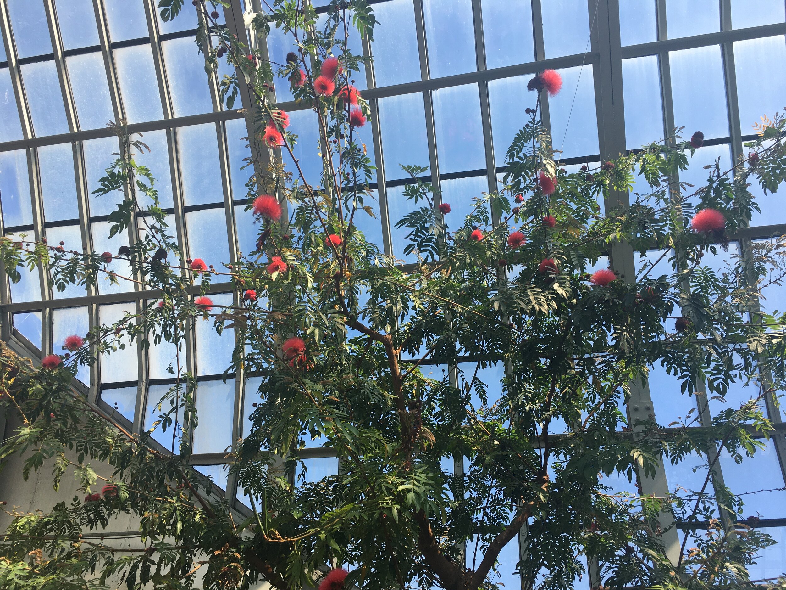  Native to Bolivia, the Red Powderpuff Tree blooms with flowers that resemble red, puffy powder puffs at the ends of its branches. 