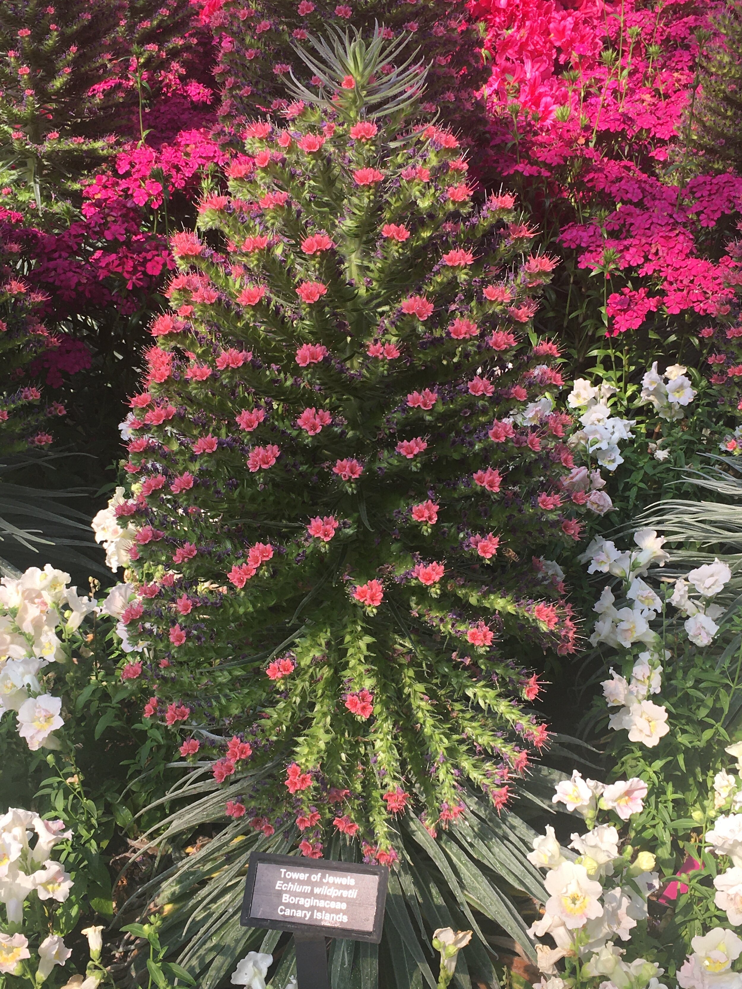  Scientifically known as Echium wildpretii Boraginaceae, the Tower of Jewels fits its common name to a tee. The small tree features tiny, bright pink flowers at the end of its branches. The tree is native to the Canary Islands. 