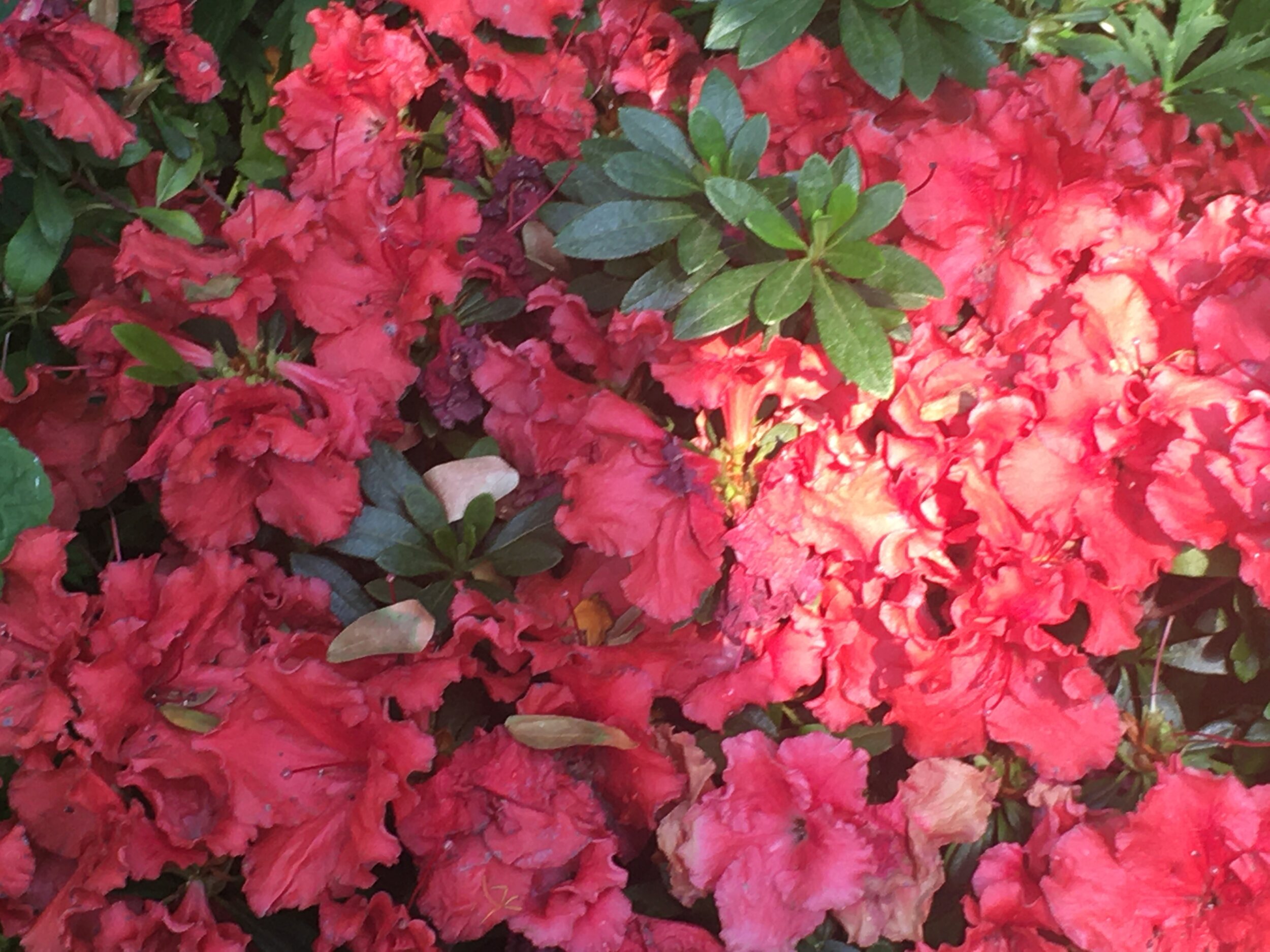  The Evergreen Azalea, scientifically known as Rhododendron Ericaceae, has a bright pink hue. According to Azalea Chapter, these pink flowers are relatively new to the gardens throughout the United States. They are actually native to China, Korea, an