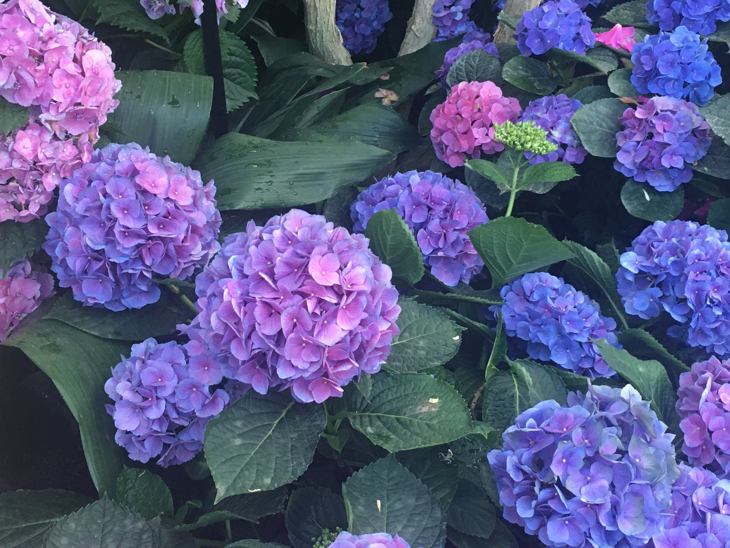  Up close, the Orange Jessamines have this purple, pink, and blue gradient hue. These Orange Jessamines are native to both China and India. 