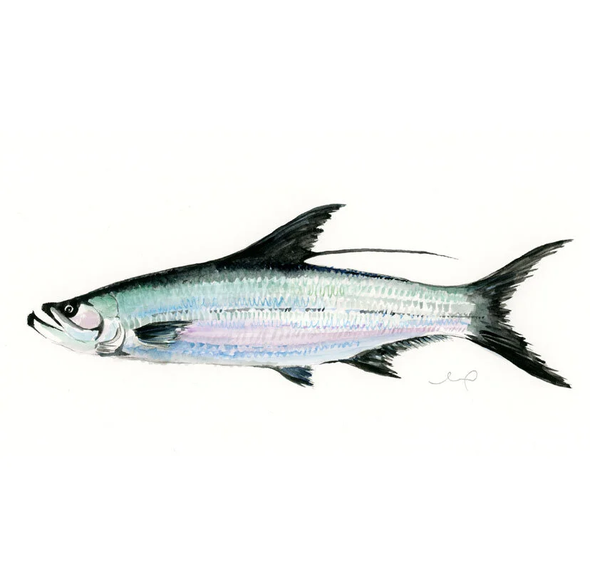 8x10 Watercolor Fish Print - Tarpon