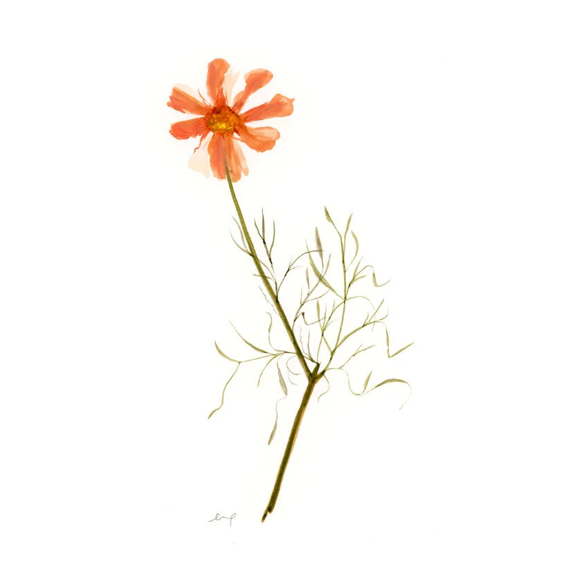 8x10 Pressed Flower Print - Persimmon
