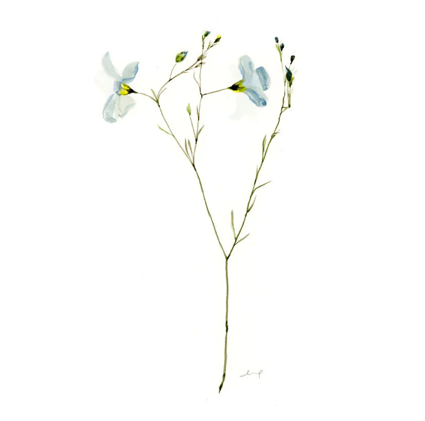 8x10 Pressed Flower Print - Tiny Blue