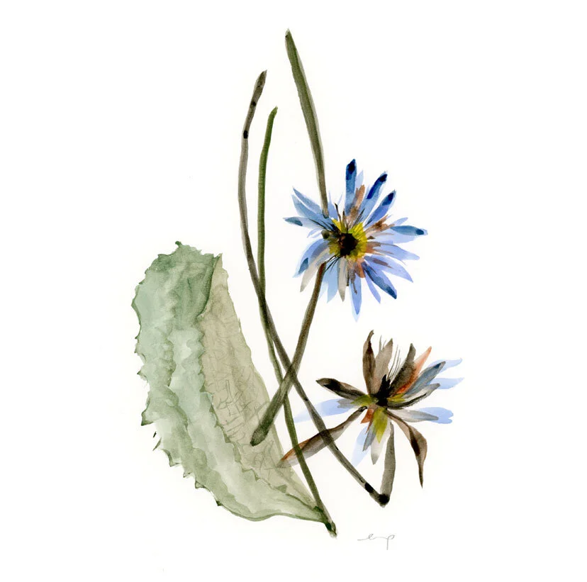 8x10 Pressed Flower Print - Blue