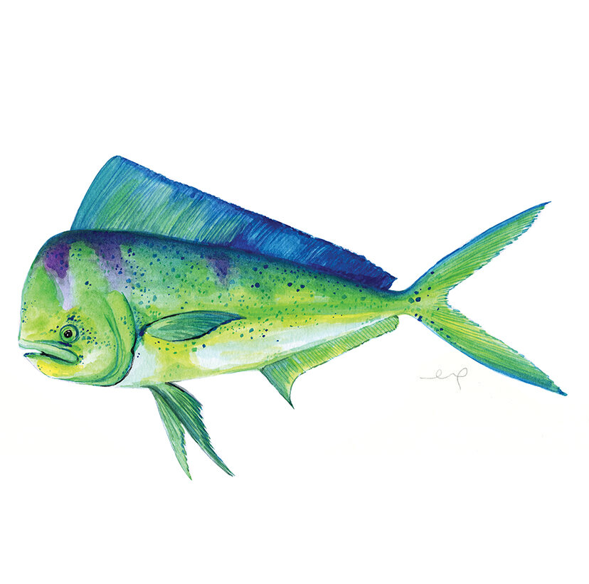 8x10 Watercolor Fish Print - Mahi