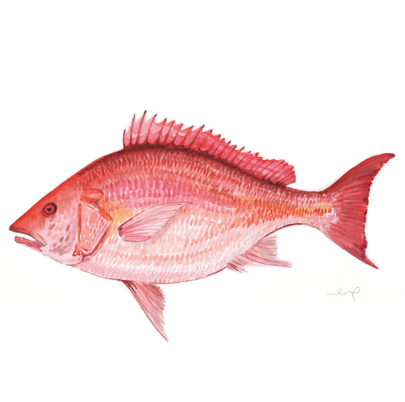 8x10 Watercolor Fish Print - Snapper