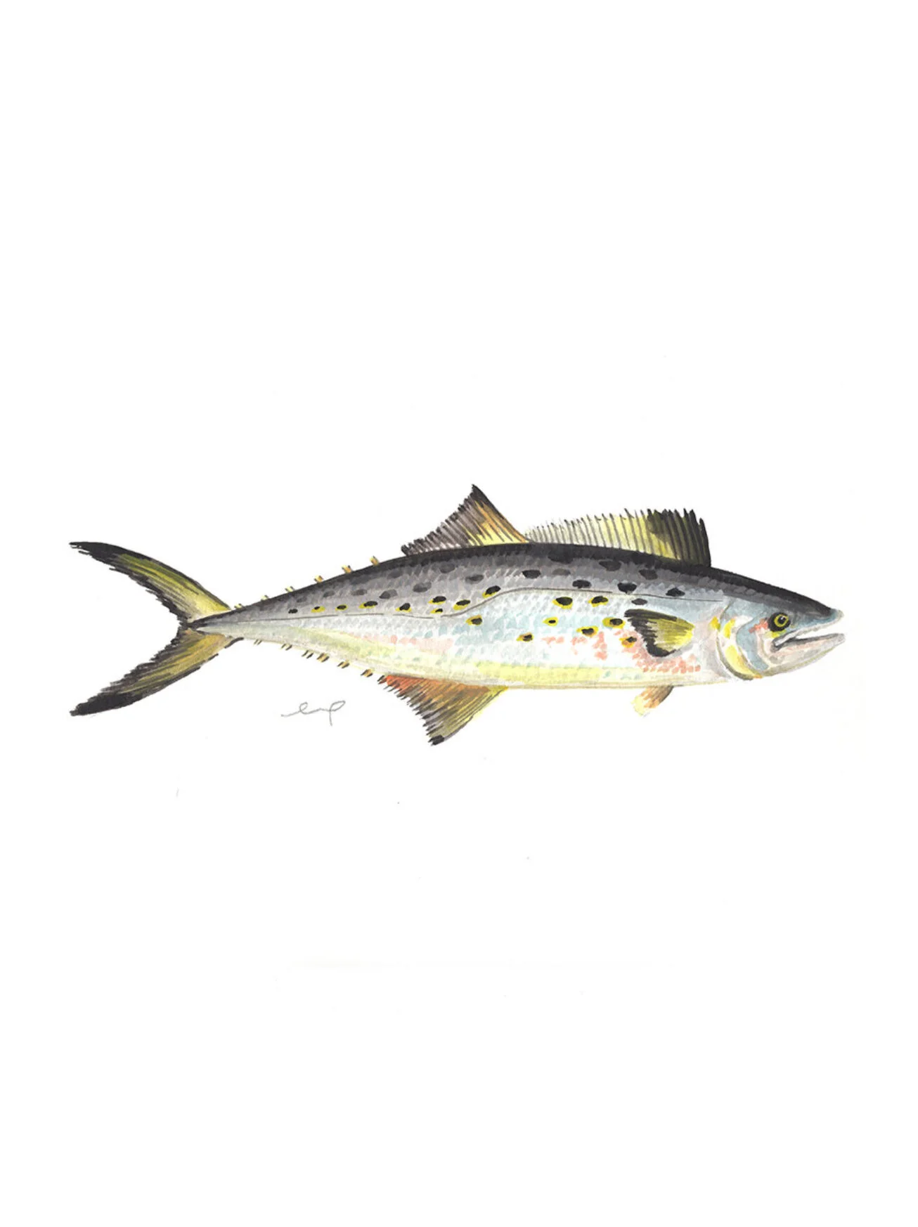 Print Spanish Mackerel — LELLO CO.