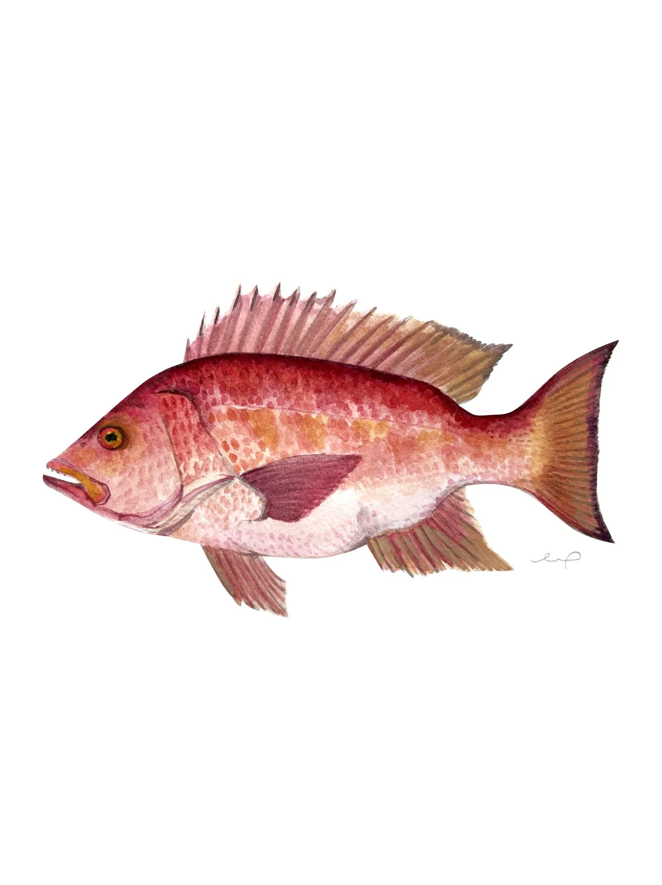 Print - Snapper