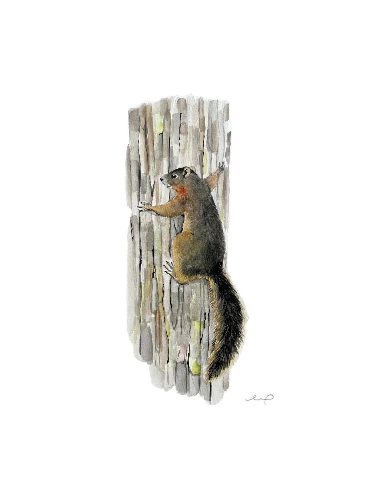 Print - Fox Squirrel
