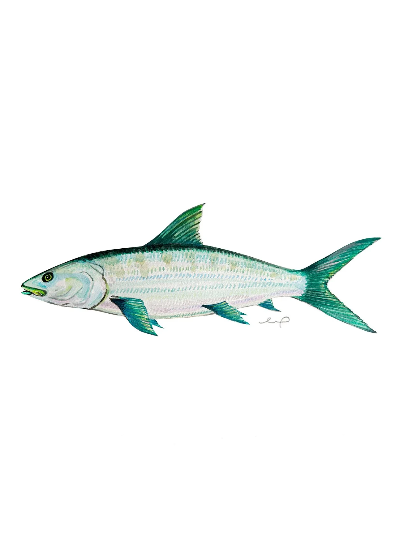 PRINT - BONE FISH