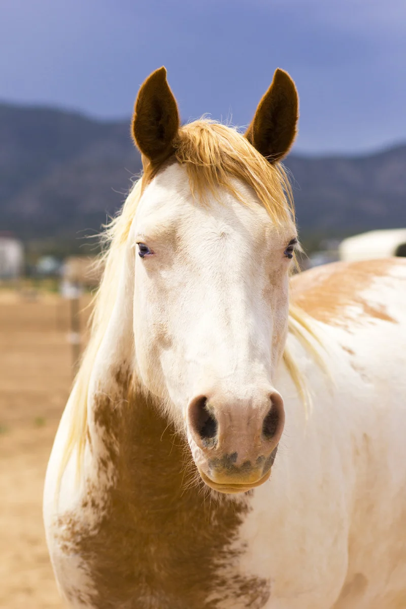 Minnie Pearl sp profile.jpg