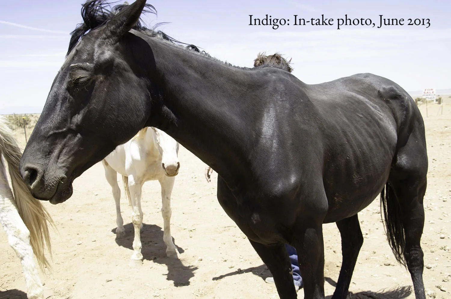 indigo before.jpg