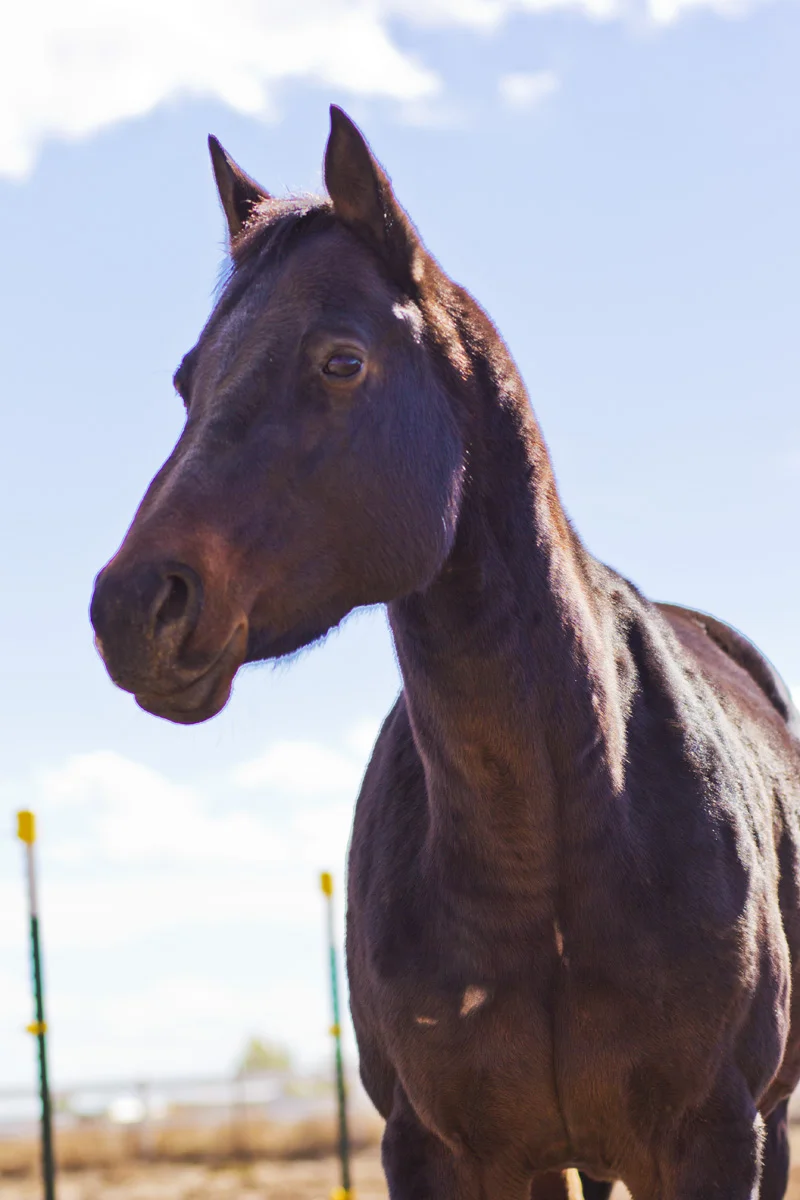 Breeze sp 2.jpg