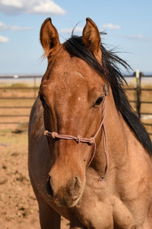 Armando, Trainer Horse