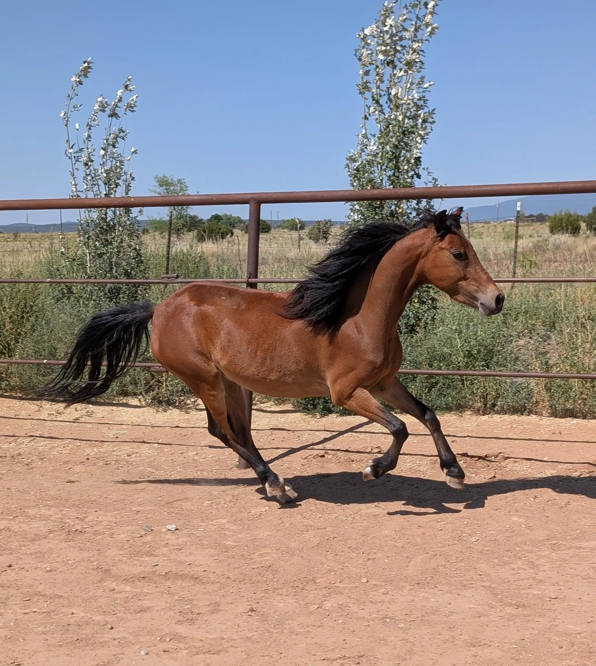 Aretha-gallop.jpg