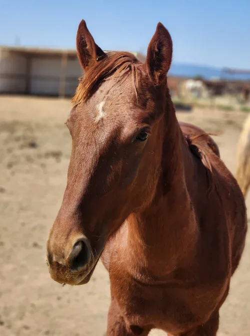 LEVI
