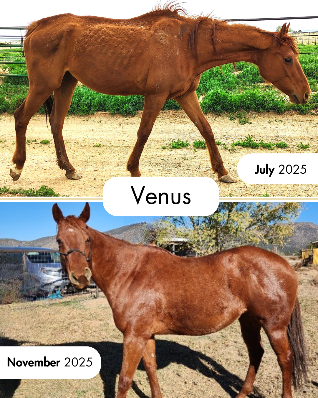 Venus Before After 2025.png