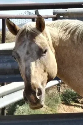 SMUDGE (adoption pending)