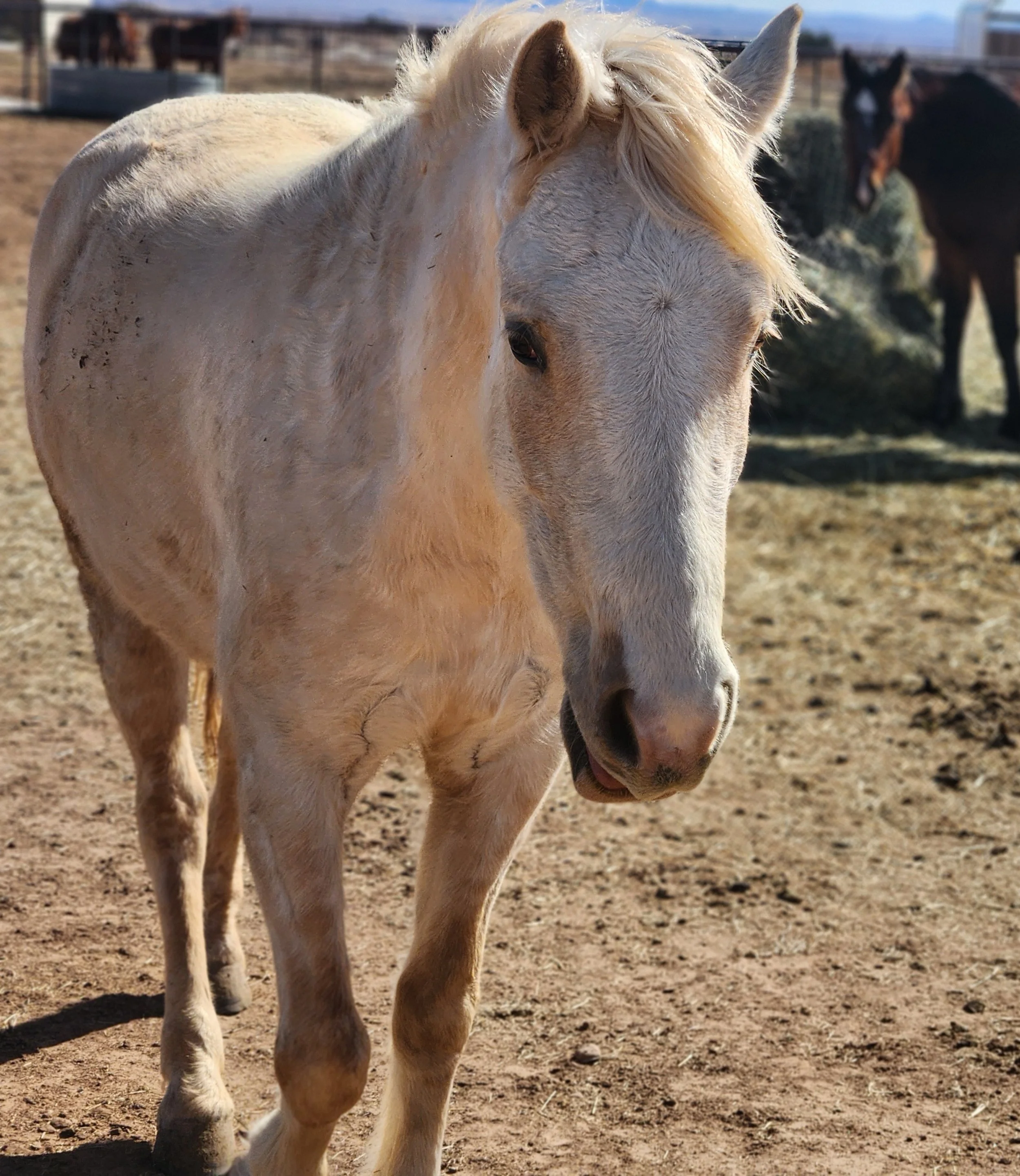 Libby and friends2_20260131 - Copy.jpg