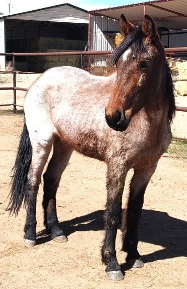 Luna2 body 3.11.26.jpg