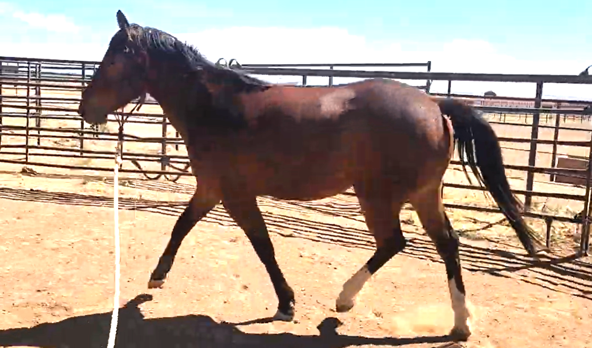PJ round pen.png