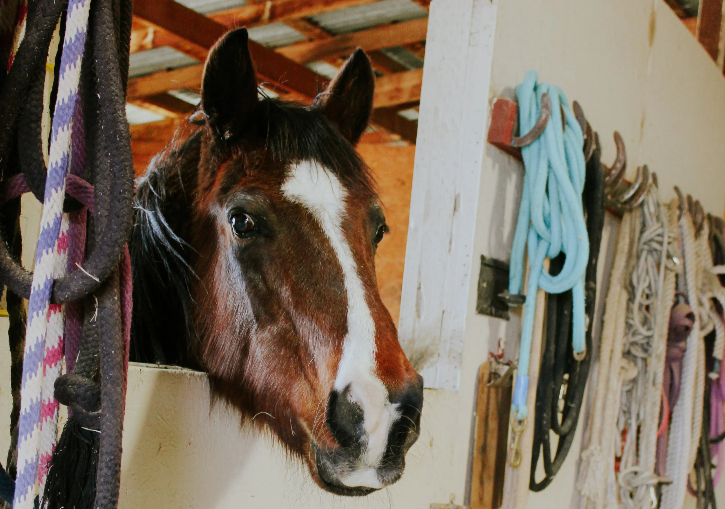 Holmes in barn.JPG