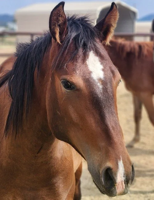 PIPER (adoption pending)