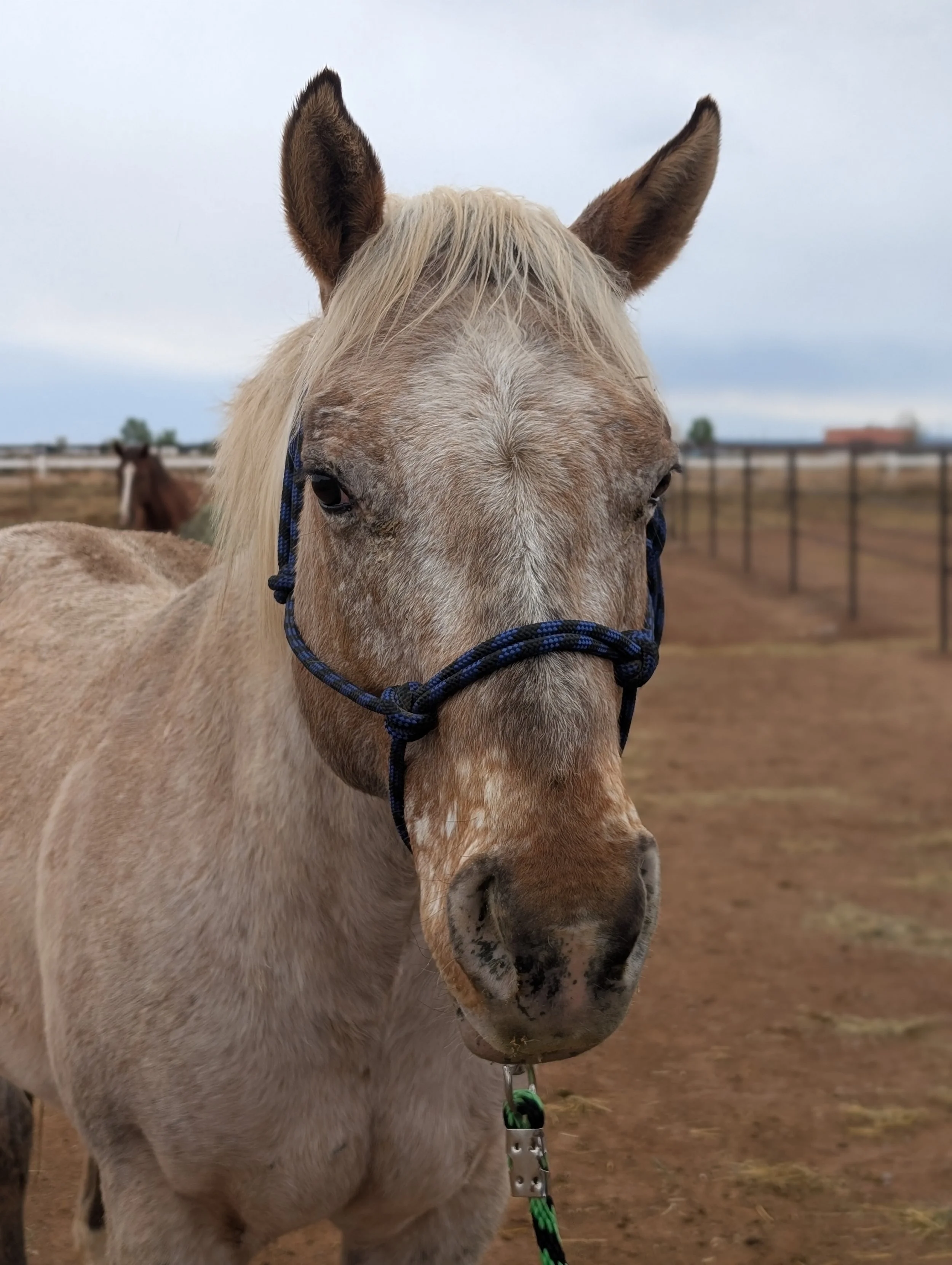 smudge-halter.jpg
