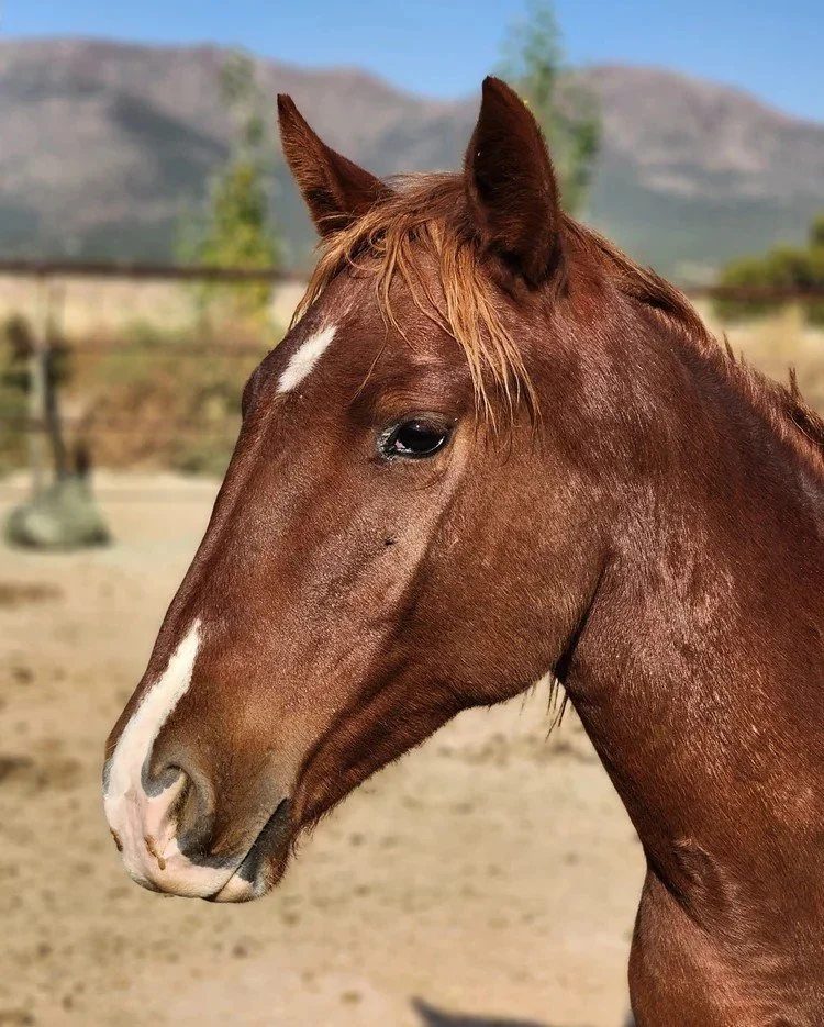 CINNAMON