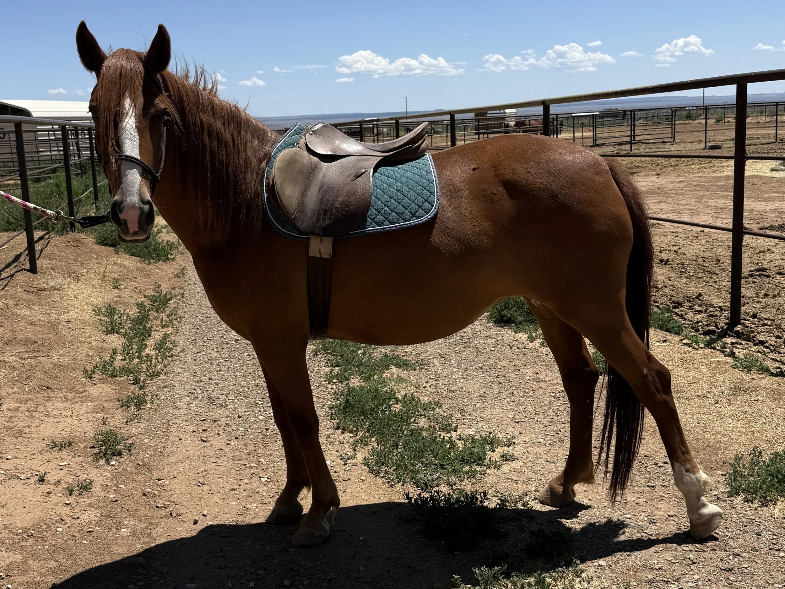 Sigrid saddle.JPG