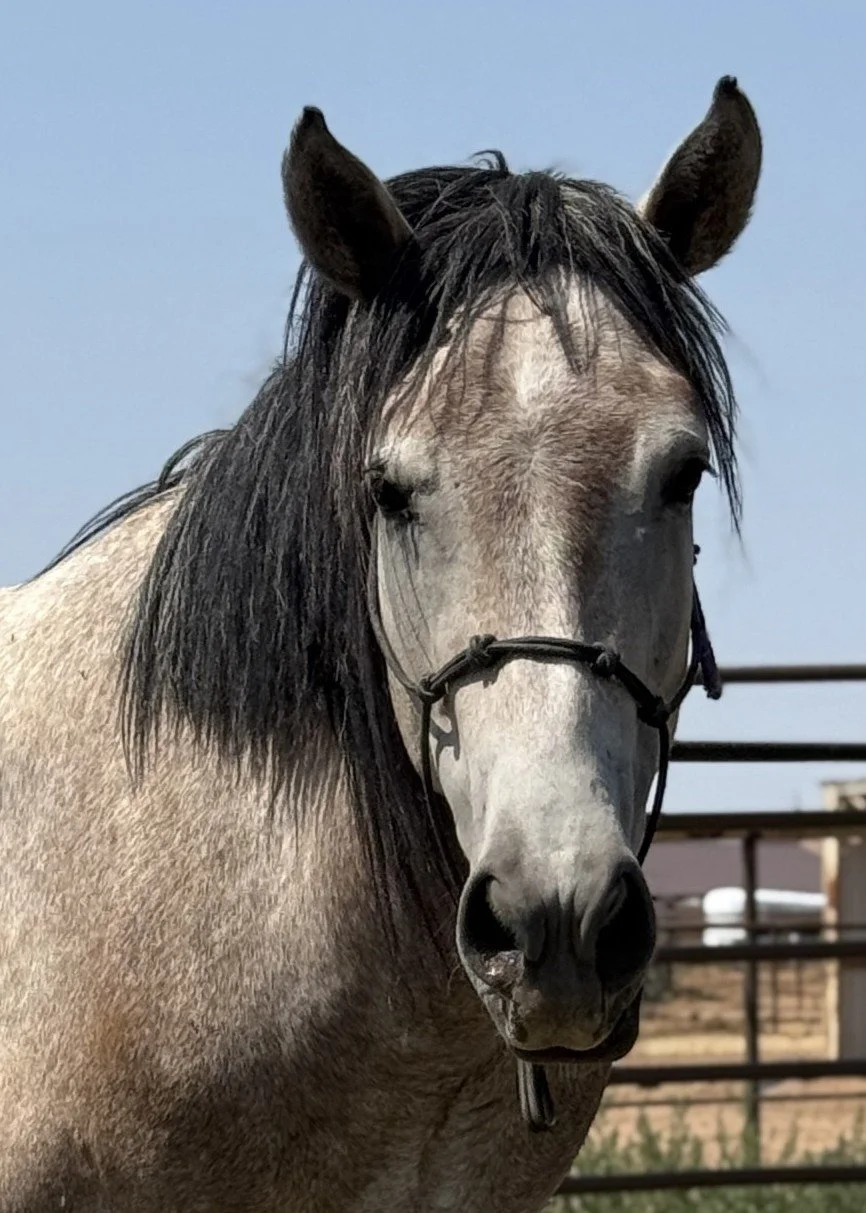 Stetson headshot 2.JPG