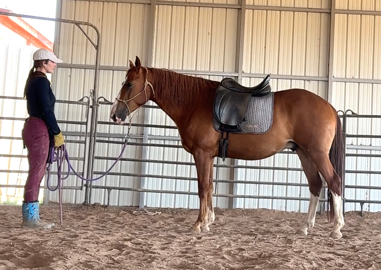 Arion saddle.PNG