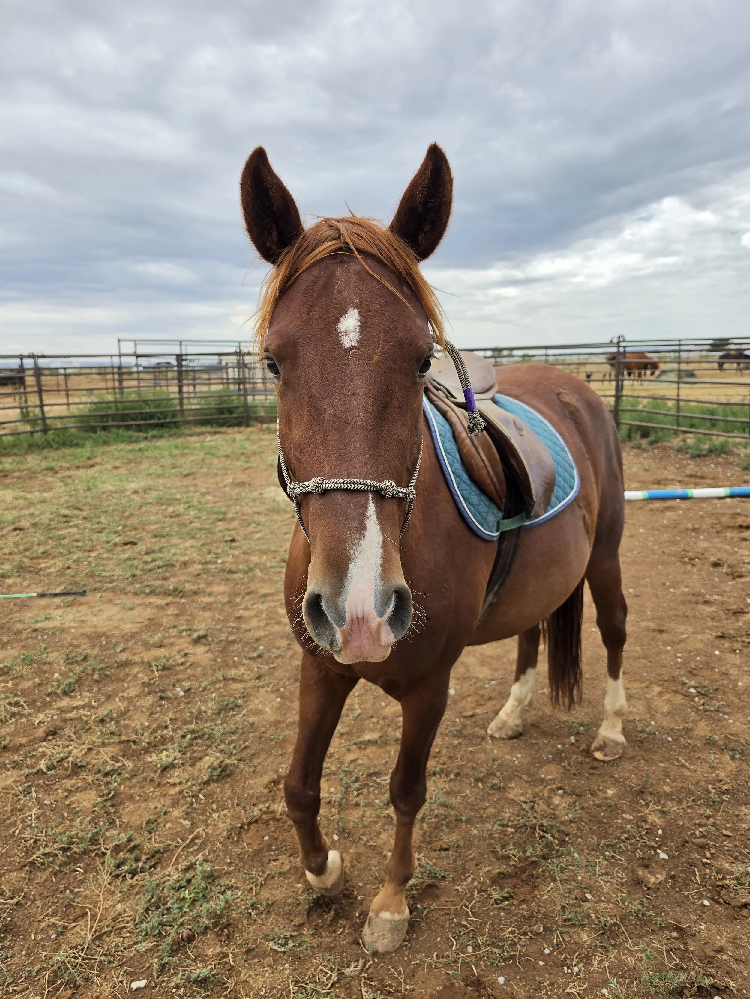 Cinammon saddle.jpg