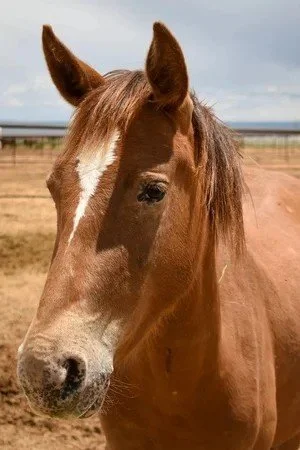 STELLA