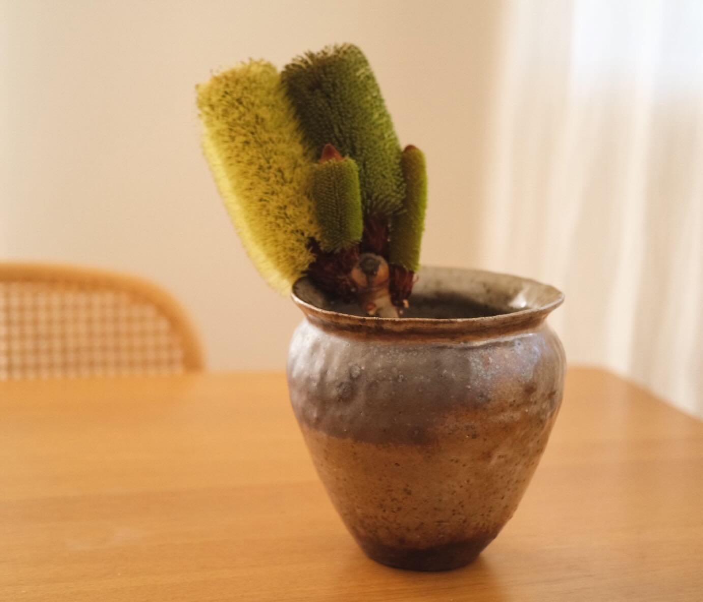 Wild clay and stoneware blend baby tsubo with dark shino, fired to 1300 degrees in the catenary arch kiln. Multi flower banksia robur from my garden. Coming very soon to my online store.