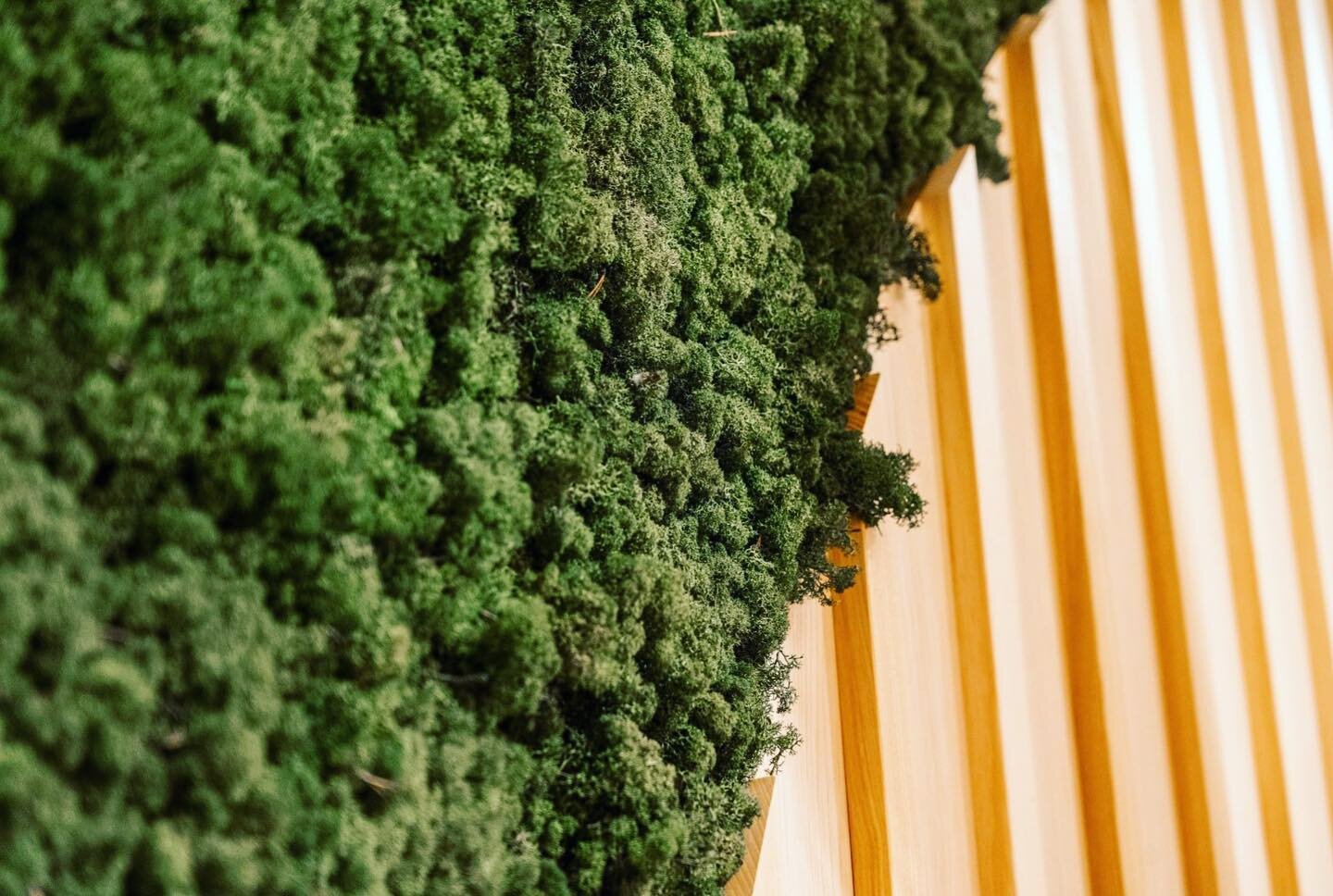 ✳️✳️✳️
Up close moss and wood such a great combination to add warmth and texture to your space.

✳️Zero Maintenance 
✳️Sound Absorbing
❇️Antistatic - no dust settles on it! ✅

#perthnow #perthlife #perthisok #perthinteriors #interiorstyling #interior