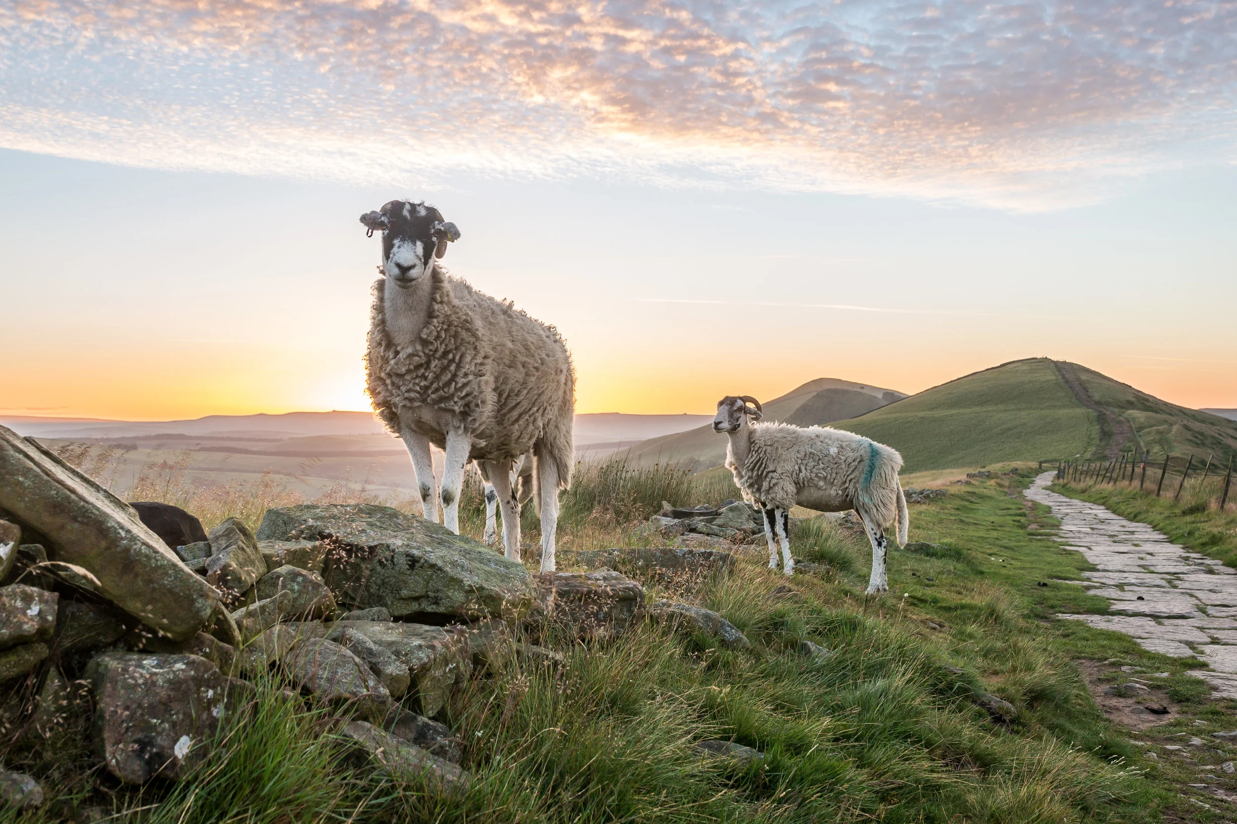 Mountain Sheep - Photobombed by mountain sheep at sunrise - BUY PRINT HERE