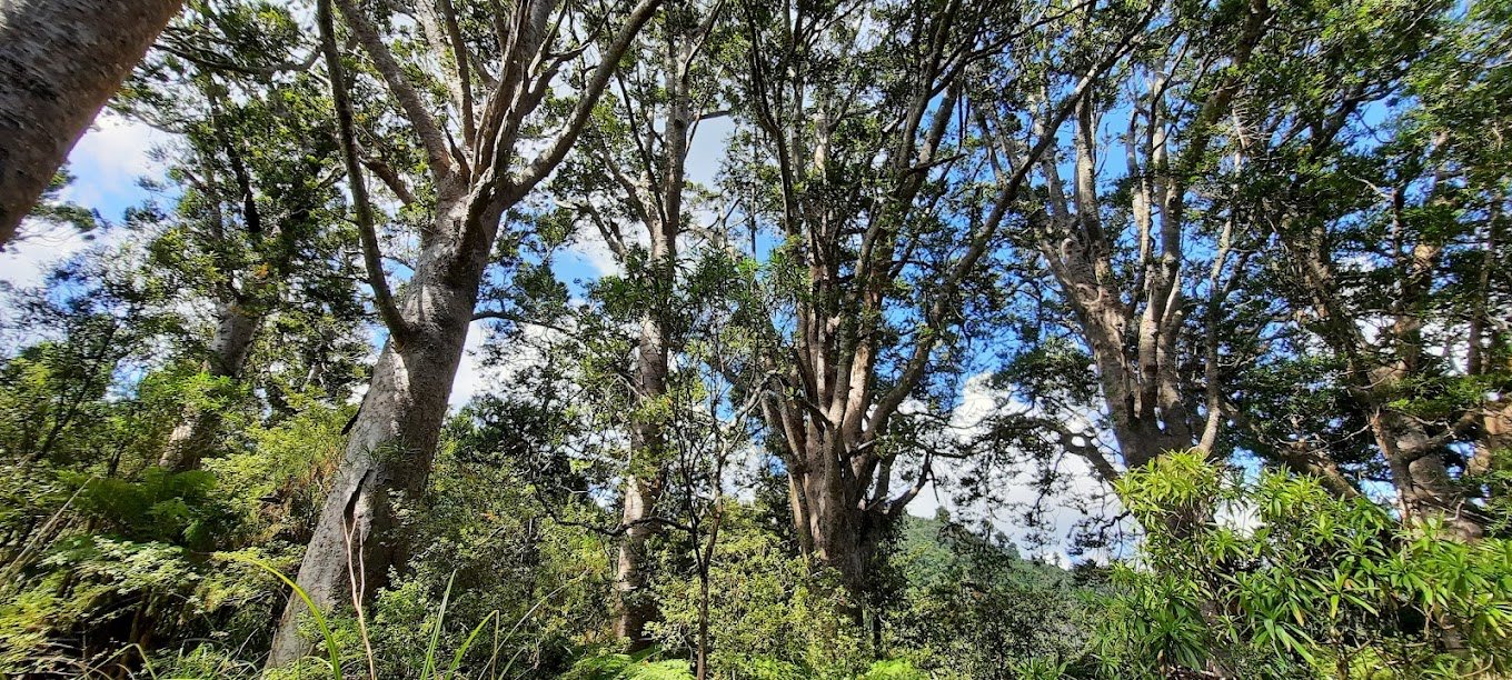 Native trees in the Waitakere Ranges