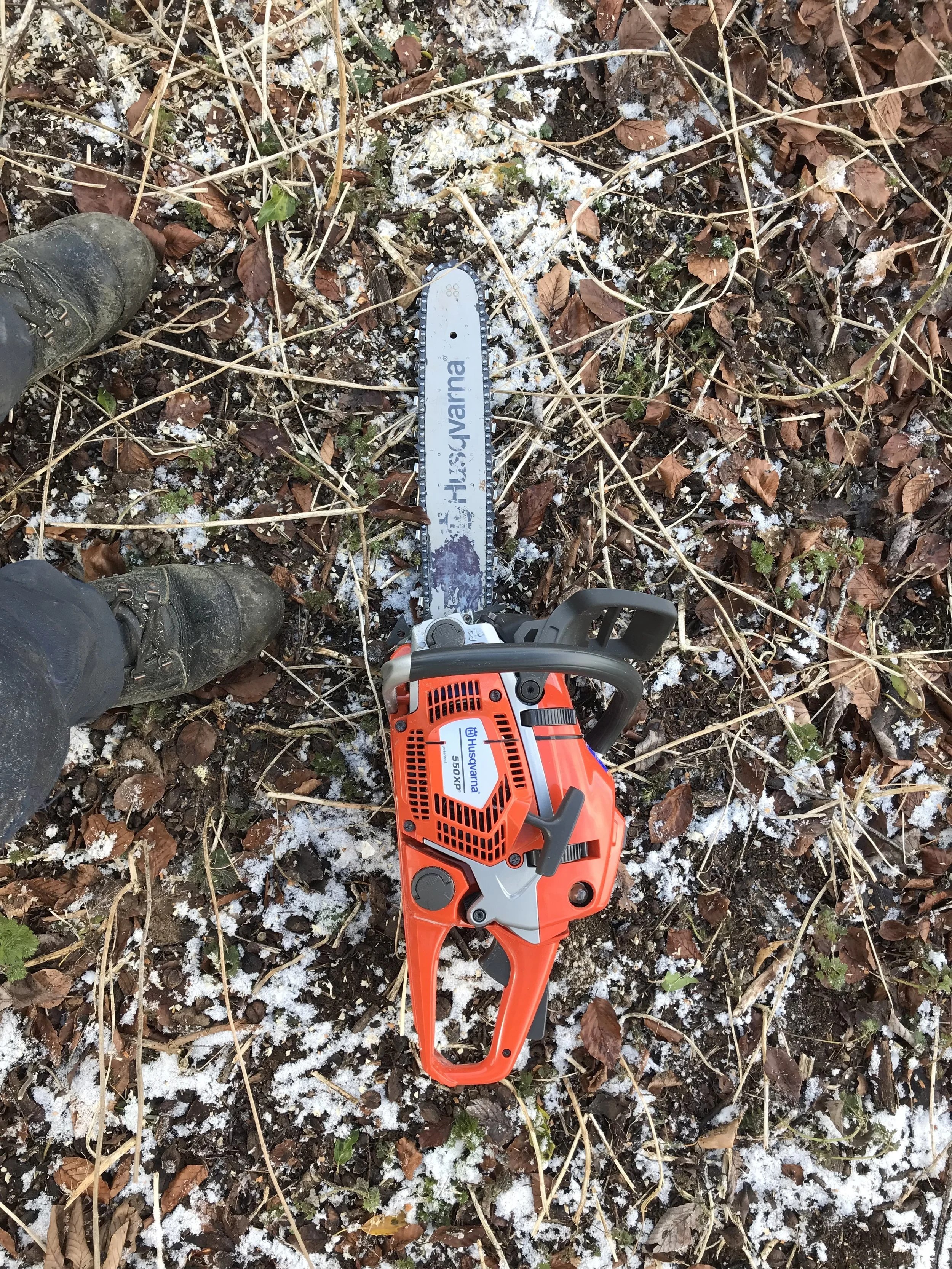 Tree and hedge maintenance before the 1st of March bird nesting deadline