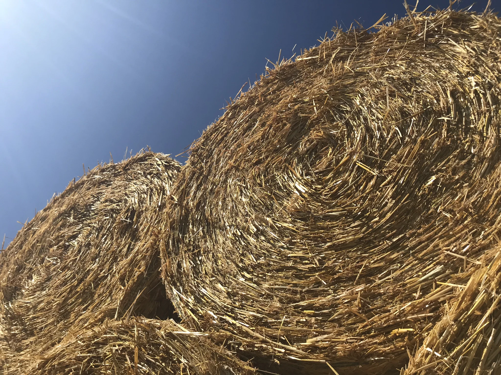 Oat straw arrives for turkey chick bedding