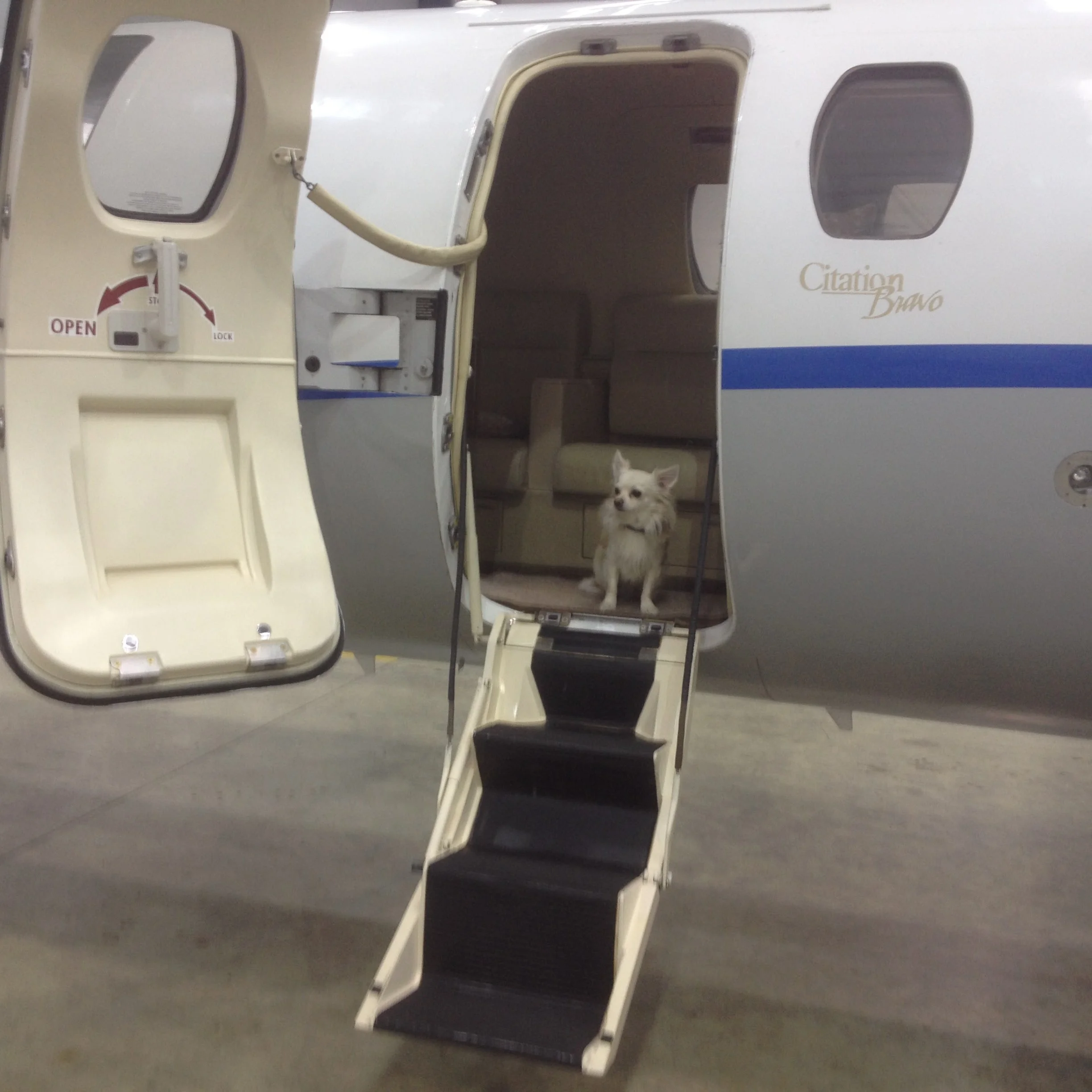 Pets on private jets: Flying FURst Class